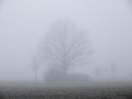 Trees in the autumn fog Royalty Free Stock Photo