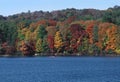 Trees in Autumn Foliage