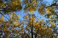 Trees in autumn forest on the background of blue sky. View from below on golden leaves on treetops