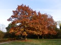 Trees in the autumn in Germany