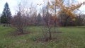 Trees in autumn. On a green meadow