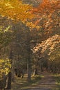 Autumn trees in the New Forest Hampshire