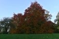 Trees in autumn, park in Oxford, United Kingdom.