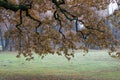 Trees in autumn. Petergof Lower Park. Russia