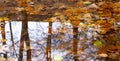 Trees in autumn are reflected in the water of a pond, city of Donostia