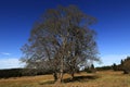 Trees, autumn scenery in the vicinity of Hartmanice, Czech republic