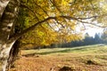 Trees in autumn season background. Beauty in nature. Autumn lansdscape Royalty Free Stock Photo