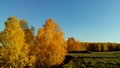 Beautiful trees with bright yellow and gold leaves against a background of green grass and bright blue sky - autumn landscape Royalty Free Stock Photo