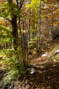 Trees autumn Royalty Free Stock Photo