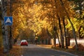 Trees with autumn yellow foliage of different shades, road, heaps of leaves, metal fence, lit by the sun