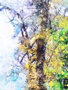 Trees in autumn with yellow leaves, fall season image, digital watercolor painting Royalty Free Stock Photo