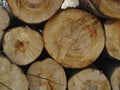 Trees, background and group of log wood in nature for deforestation, sustainability and timber industry. Closeup, ring