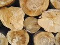 Trees, background and stack of wood in circle for deforestation, sustainability and timber material. Closeup, ring