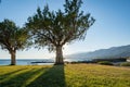 Trees in backlight, with distinct shadows, green grass in the foreground, on the beach Royalty Free Stock Photo