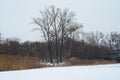 Trees on a bank of the frozen river Vorskla