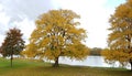 Trees on the bank of the river with yellow autumn leaves against the background of a gloomy sky Royalty Free Stock Photo