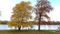 Trees on the bank of the river with yellow autumn leaves against the background of a gloomy sky Royalty Free Stock Photo