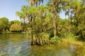 Trees on the banks of the crystal river Royalty Free Stock Photo