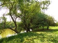 Trees on the banks of the Mures River - Arad city - Romania