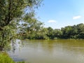 Trees on the banks of the Mures River - Arad city - Romania