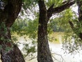 Trees on the banks of the Mures River - Arad city - Romania