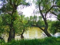 Trees on the banks of the Mures River - Arad city - Romania