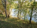 Trees on the banks of the river