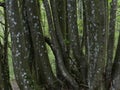 Trees Bark Closeup Textures Wild Nature