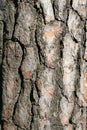 A trees bark - vertical