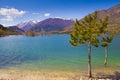 Trees on the Barrea lake Royalty Free Stock Photo