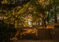 Trees bathed in soft sunlight Royalty Free Stock Photo