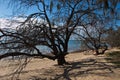 Trees on the beach in Hervey Bay,Queensland, Australia Royalty Free Stock Photo