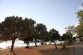 Trees on a beach in Porech Royalty Free Stock Photo