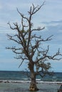 The trees on the beach with their roots are exposed to sea water erosion. blue sky and water