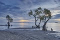 Trees by the beach. West Sumatra, Indonesia. Royalty Free Stock Photo