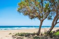 Trees on the beautiful beach. Royalty Free Stock Photo