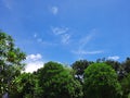 Trees and beautiful blue sky with thin clouds
