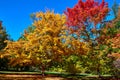 Trees With Beautiful Fall Colors Against A Bright Blue Sky.