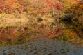 Trees in beautiful fall colors on shoreline of mountain pond Royalty Free Stock Photo