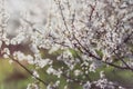 Flowering fruit tree in the early evening Royalty Free Stock Photo