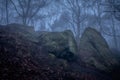 Trees behind boulders in a foggy forest