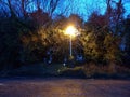 Trees being lighted up by parking lamp