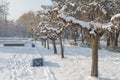 Trees and benches in the park in the snow Royalty Free Stock Photo