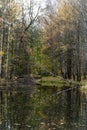 Trees bend over the water in the English Park of Petrodvorets. Royalty Free Stock Photo