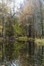 Trees bend over the water in the English Park of Petrodvorets. Royalty Free Stock Photo