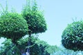 Trees bending shape beautiful decoration shady garden