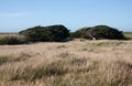 Trees bent from the strong winds in the Catlins in the South Island in New Zealand