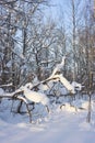 Trees bent under the weight of snow after heavy snowfall Royalty Free Stock Photo