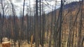 trees after big forest fire Royalty Free Stock Photo