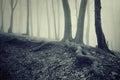 Trees with big roots in a dark creepy mysterious forest with fog Royalty Free Stock Photo